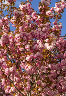 Cerasus lannesiana 'Kawazu-zakura', Sofya, Bulgaristan pembe çiçekleri