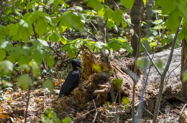 ソフィアの黒いキツツキ 北の青白い向こうの成熟した森に住んでいる大きなキツツキ それは その地域でその属の唯一の代表です その範囲はユーラシアで拡大しています — ストック写真