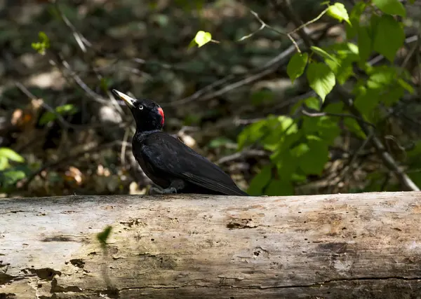 Black Woodpecker Sofia Large Woodpecker Lives Mature Forest Northern Palearctic — Stock Photo, Image