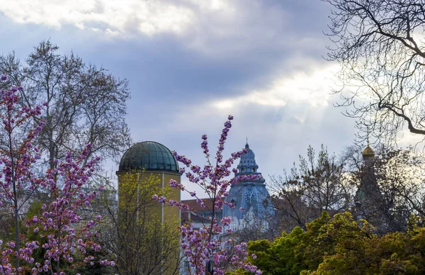Cerasus lannesiana 'Kawazu-zakura', Sofya, Bulgaristan pembe çiçekleri