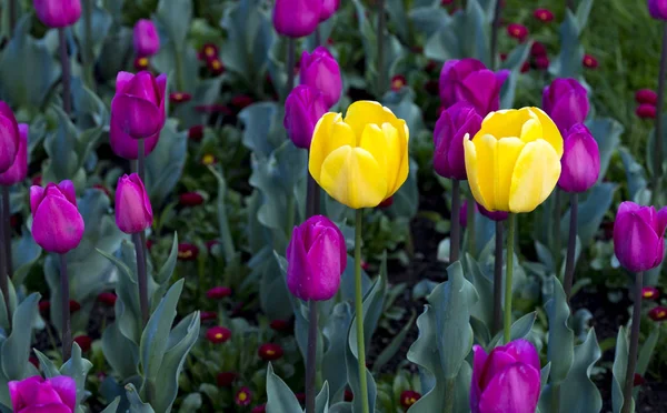 Blühende Tulpen Frühling Sofia Bulgaria — Stockfoto