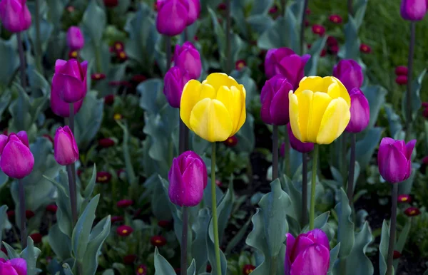Цветущие Тюльпаны Весной София Болгария — стоковое фото