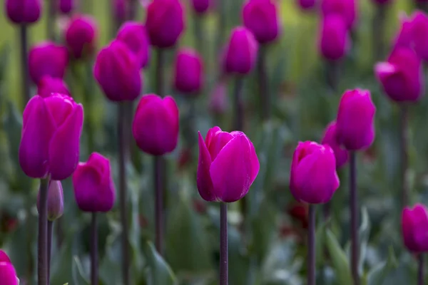 Цветущие Тюльпаны Весной София Болгария — стоковое фото