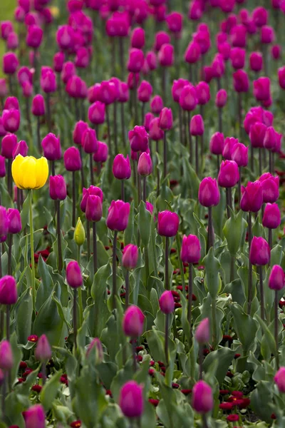 Blühende Tulpen Frühling Sofia Bulgaria — Stockfoto
