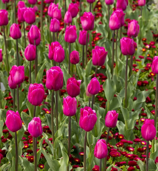 Blühende Tulpen Frühling Sofia Bulgaria — Stockfoto