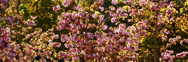Różowe Kwiaty Cerasus Lannesiana Kawazu Zakura Sofia Bułgaria — Zdjęcie stockowe
