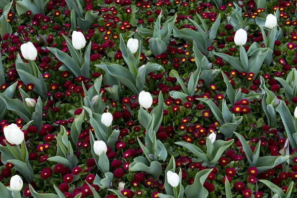 Blossoming tulips in spring Sofia, Bulgaria