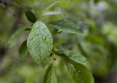 Bir ağaç yaprağına yağmur damlaları