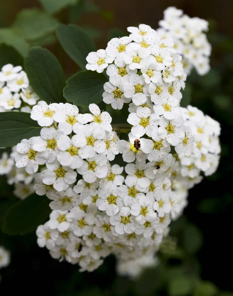 Vanhoutte Spirea Fim Ramo Flores Brancas — Fotografia de Stock