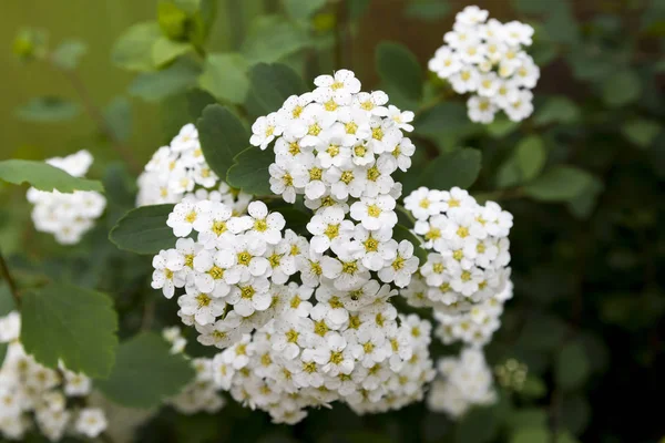 Vanhoutte Spirea Fim Ramo Flores Brancas — Fotografia de Stock