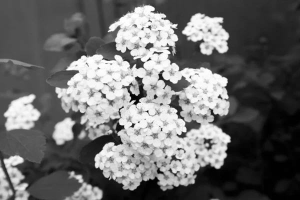 Close Van Een Bos Van Witte Bloesems — Stockfoto