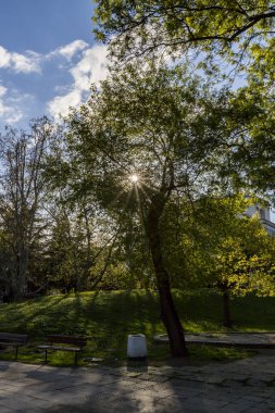 Parktaki bir ağaca nüfuz eden güneş ışınları