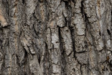 South park (Dog park) manzarası, Sofya, Bulgaristan