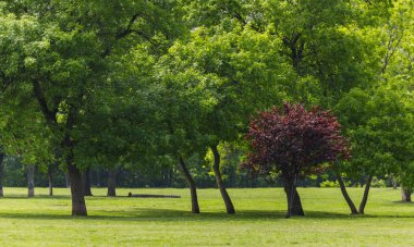 South park (Dog park) manzarası, Sofya, Bulgaristan