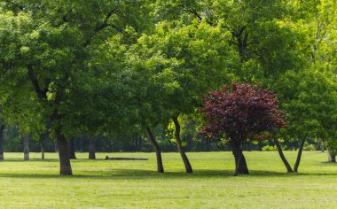 South park (Dog park) manzarası, Sofya, Bulgaristan