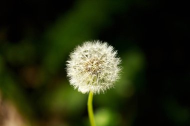 Bir karahindibaya yakın. 