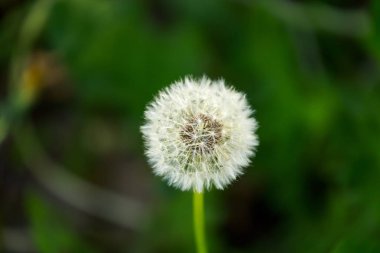 Bir karahindibaya yakın. 