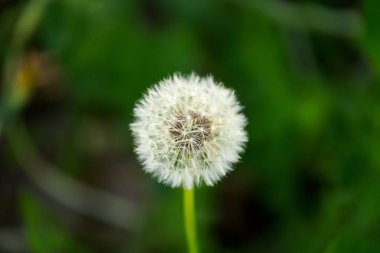 Bir karahindibaya yakın. 