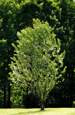 Dog park manzaralar, Sofya, Bulgaristan