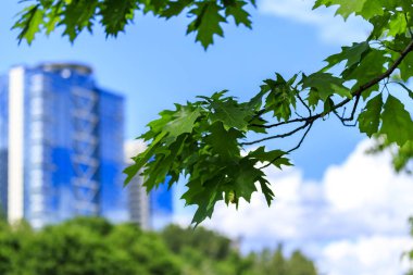 Dog park manzaralar, Sofya, Bulgaristan