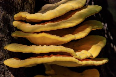 Laetiporus sulphureus - Avrupa ve Kuzey Amerika'da bulunan dirsek mantar (ağaçlarda yetişen mantarlar) bir tür. Ortak adları yengeç-of-the-woods, kükürt polipore, kükürt raf.