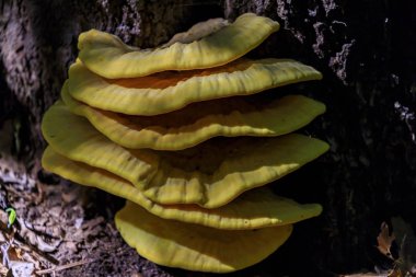 Laetiporus sulphureus - Avrupa ve Kuzey Amerika'da bulunan dirsek mantar (ağaçlarda yetişen mantarlar) bir tür. Ortak adları yengeç-of-the-woods, kükürt polipore, kükürt raf.