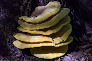 Laetiporus sulphureus - Avrupa ve Kuzey Amerika'da bulunan dirsek mantar (ağaçlarda yetişen mantarlar) bir tür. Ortak adları yengeç-of-the-woods, kükürt polipore, kükürt raf.