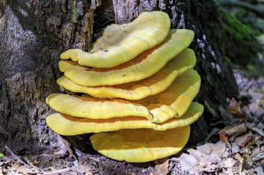 Laetiporus sulphureus - Avrupa ve Kuzey Amerika'da bulunan dirsek mantar (ağaçlarda yetişen mantarlar) bir tür. Ortak adları yengeç-of-the-woods, kükürt polipore, kükürt raf.