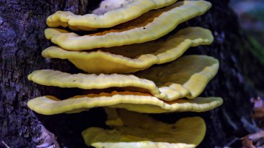 Laetiporus sulphureus - Avrupa ve Kuzey Amerika'da bulunan dirsek mantar (ağaçlarda yetişen mantarlar) bir tür. Ortak adları yengeç-of-the-woods, kükürt polipore, kükürt raf.