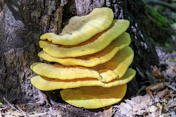 Laetiporus sulphureus - a species of bracket fungus (fungi that grow on trees) found in Europe and North America. Its common names are crab-of-the-woods, sulphur polypore, sulphur shelf.