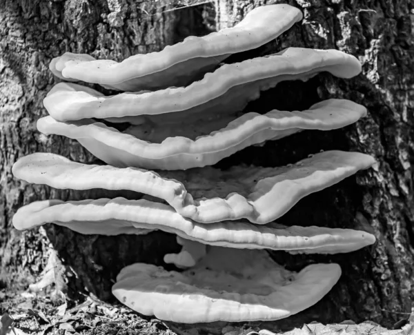 Laetide Sulphureus Een Soort Van Beugel Schimmel Schimmels Die Bomen — Stockfoto