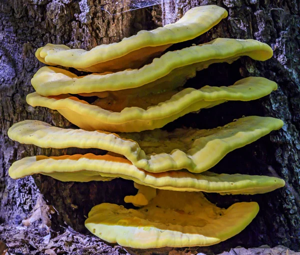 Laetide Sulphureus Een Soort Van Beugel Schimmel Schimmels Die Bomen — Stockfoto