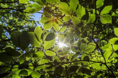 Pehchevo, Kuzey Makedonya, 06.09.2019: Kadiytsa zirvesine izleme, Vlahina dağı