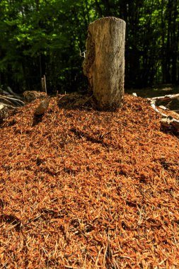 Pehchevo, Kuzey Makedonya, 06.09.2019: Kadiytsa zirvesine izleme, Vlahina dağı
