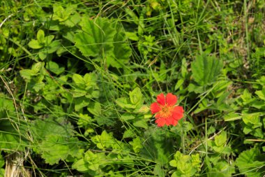 Pehchevo, Kuzey Makedonya, 06.09.2019: Kadiytsa zirvesine izleme, Vlahina dağı