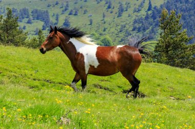 Pehchevo, Kuzey Makedonya, 06.09.2019: Kadiytsa zirvesine izleme, Vlahina dağı