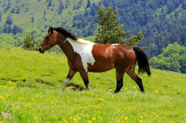 Pehchevo, Kuzey Makedonya, 06.09.2019: Kadiytsa zirvesine izleme, Vlahina dağı