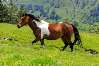 Pehchevo, Kuzey Makedonya, 06.09.2019: Kadiytsa zirvesine izleme, Vlahina dağı