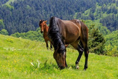 Pehchevo, Kuzey Makedonya, 06.09.2019: Kadiytsa zirvesine izleme, Vlahina dağı