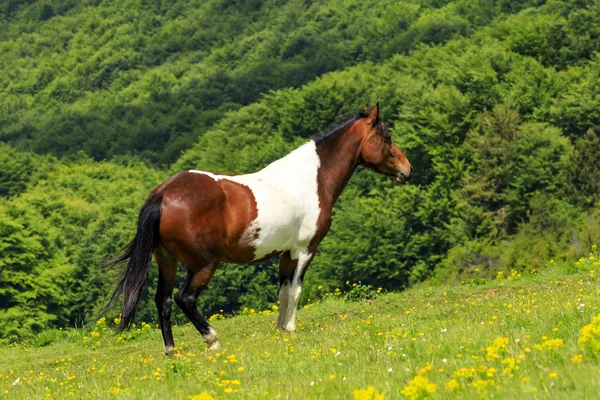 Pehchevo Norra Makedonien 2019 Spårning Till Kadiytsa Summit Vlahina Mountain — Stockfoto