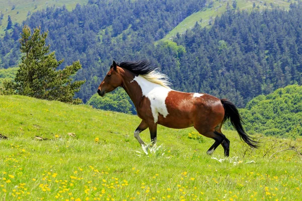 Pehchevo Northern Macedonia 2019 Tracking Kadiytsa Summit Vlahina Mountain — Stock Photo, Image