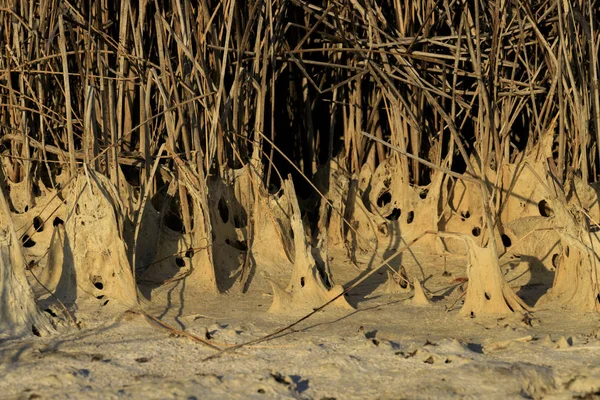 ブルガリア シャブラ トゥズラ 泥処理に使われる硫化水素で覆われた湖のラグーンです — ストック写真