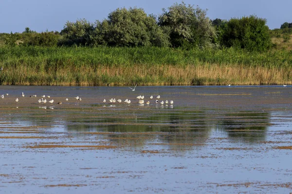 Shabla Tuzla Bulgaristan Bir Göl Lagünü Alt Hidrojen Sülfür Sızma — Stok fotoğraf