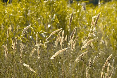 Shabla Tuzla, Bulgaristan. Bu bir göl lagünü, alt hidrojen sülfür sızma ile kaplıdır, çamur tedavisi için kullanılan.