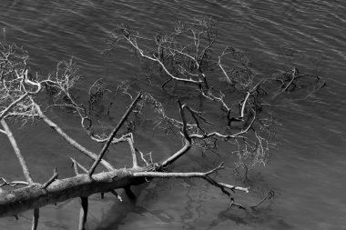 Dam Batak views, Bulgaristan