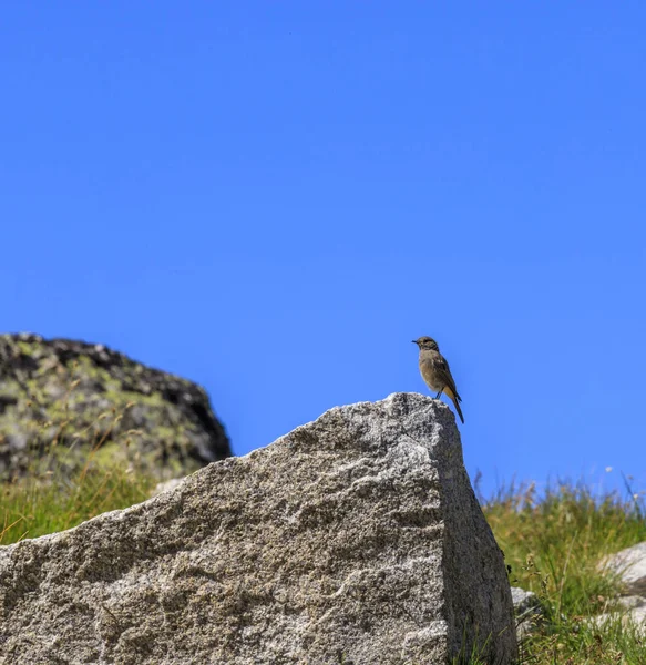 Escursioni Rila Mountain Bulgaria Tracking Route Ystrebetz Vertice Musala — Foto Stock