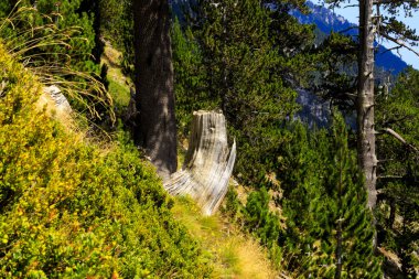 Olymp Dağı. Skolio ve Mitikas zirvelerine giden yolda izleme görüşleri