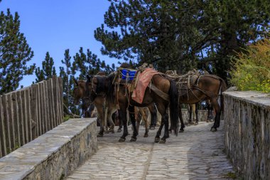 Olymp Dağı. Skolio ve Mitikas zirvelerine giden yolda izleme görüşleri