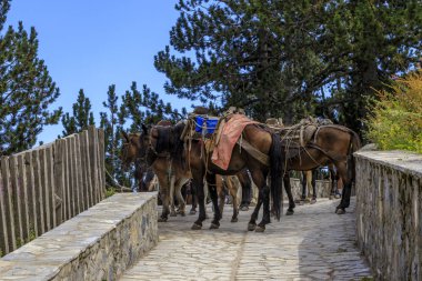 Olymp Dağı. Skolio ve Mitikas zirvelerine giden yolda izleme görüşleri