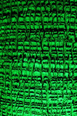Palm tree bark in green light
